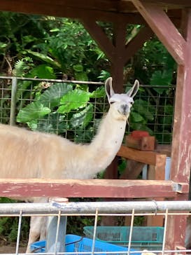 ネオパークオキナワに投稿された画像（2023/10/1）