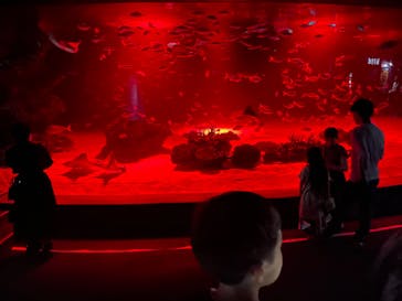 サンシャイン水族館に投稿された画像（2023/10/1）