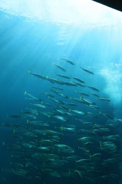 下田海中水族館に投稿された画像（2023/10/1）