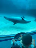 名古屋港水族館に投稿された画像（2023/10/1）