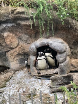 サンシャイン水族館に投稿された画像（2023/10/1）