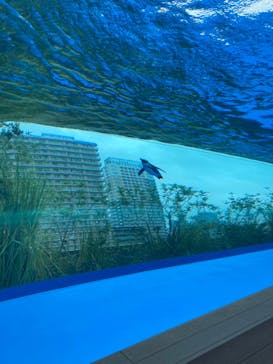 サンシャイン水族館に投稿された画像（2023/10/1）