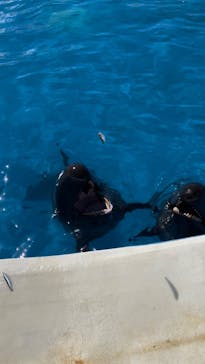 沖縄美ら海水族館に投稿された画像（2023/10/1）