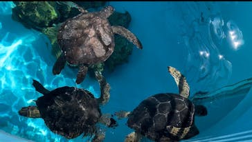 沖縄美ら海水族館に投稿された画像（2023/10/1）