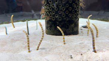 沖縄美ら海水族館に投稿された画像（2023/10/1）