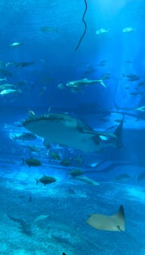 沖縄美ら海水族館に投稿された画像（2023/10/1）