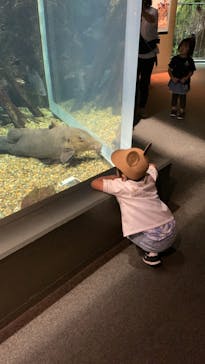 世界淡水魚園水族館　アクア・トトぎふに投稿された画像（2023/10/1）
