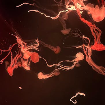 サンシャイン水族館に投稿された画像（2023/10/1）