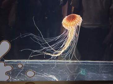 サンシャイン水族館に投稿された画像（2023/10/1）