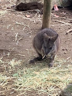 伊豆シャボテン動物公園に投稿された画像（2023/10/1）