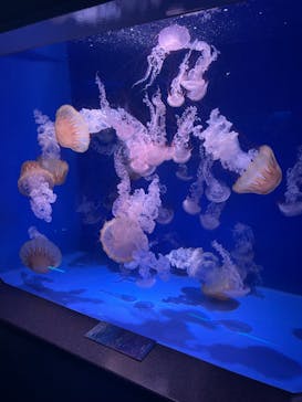 新江ノ島水族館に投稿された画像（2023/10/1）