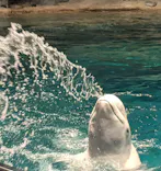名古屋港水族館に投稿された画像（2023/10/2）