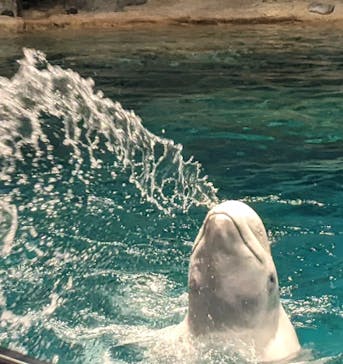 名古屋港水族館に投稿された画像（2023/10/2）