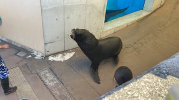 新江ノ島水族館に投稿された画像（2023/10/2）