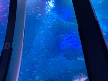 新江ノ島水族館に投稿された画像（2023/10/2）