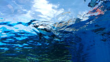 サンシャイン水族館に投稿された画像（2023/10/2）