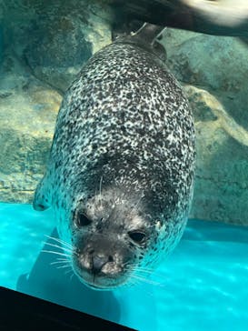 アクアワールド茨城県大洗水族館に投稿された画像（2023/10/2）