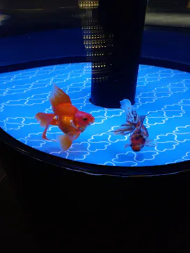 すみだ水族館に投稿された画像（2023/10/2）