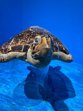 特別展「海　―生命のみなもと―」（国立科学博物館）に投稿された画像（2023/10/2）