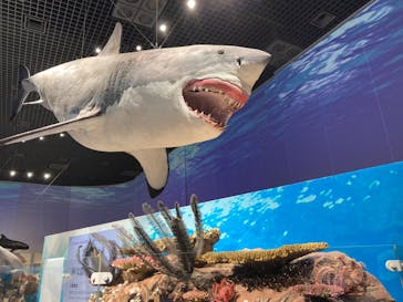 特別展「海　―生命のみなもと―」（国立科学博物館）に投稿された画像（2023/10/2）