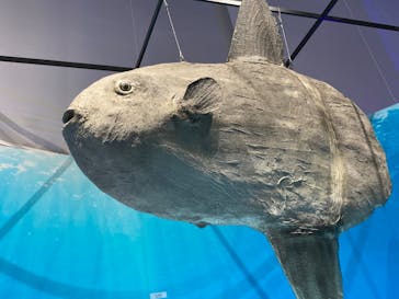 特別展「海　―生命のみなもと―」（国立科学博物館）に投稿された画像（2023/10/2）