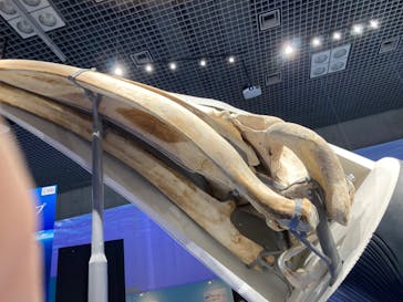 特別展「海　―生命のみなもと―」（国立科学博物館）に投稿された画像（2023/10/2）