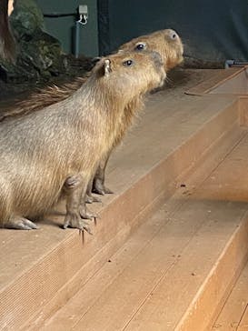 カワスイ 川崎⽔族館に投稿された画像（2023/10/2）