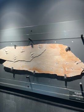 福井県立恐竜博物館に投稿された画像（2023/10/2）