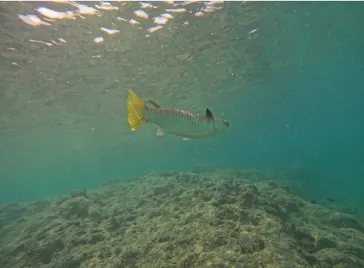 武藤潜水に投稿された画像（2023/10/2）