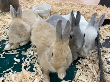 いきもの探検隊上尾に投稿された画像（2023/10/2）