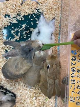 いきもの探検隊上尾に投稿された画像（2023/10/2）