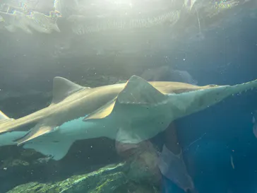 マクセル アクアパーク品川に投稿された画像（2023/10/2）