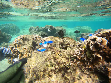 武藤潜水に投稿された画像（2023/10/2）