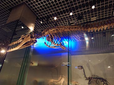 国立科学博物館に投稿された画像（2023/10/2）