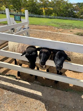 牧歌の里に投稿された画像（2023/10/2）