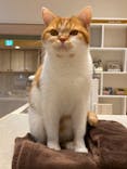 猫カフェモカ　イオンモール幕張新都心店に投稿された画像（2023/10/2）