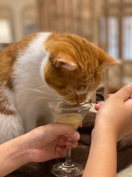 猫カフェモカ　イオンモール幕張新都心店に投稿された画像（2023/10/2）