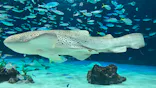 サンシャイン水族館に投稿された画像（2023/10/2）