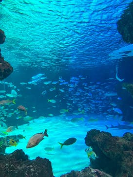 サンシャイン水族館に投稿された画像（2023/10/2）