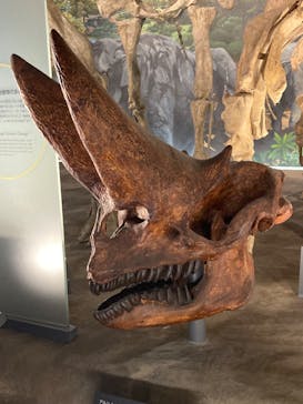 福井県立恐竜博物館に投稿された画像（2023/10/2）