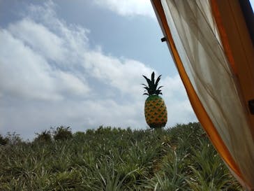 ナゴパイナップルパークに投稿された画像（2023/10/2）