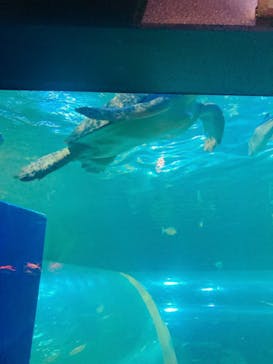しながわ水族館に投稿された画像（2023/10/2）