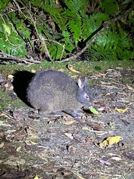 奄美ナイトガイドサービスに投稿された画像（2023/10/2）