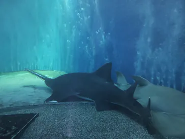 マクセル アクアパーク品川に投稿された画像（2023/10/2）