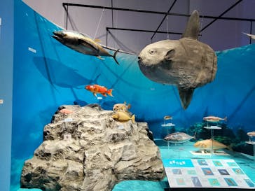 特別展「海　―生命のみなもと―」（国立科学博物館）に投稿された画像（2023/10/2）