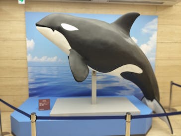 特別展「海　―生命のみなもと―」（国立科学博物館）に投稿された画像（2023/10/2）