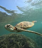 宮古島 ADVENTURE PiPi（ミヤコジマ アドベンチャー ピピ）に投稿された画像（2023/10/3）