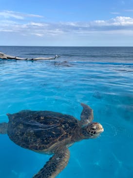 鴨川シーワールドに投稿された画像（2023/10/3）