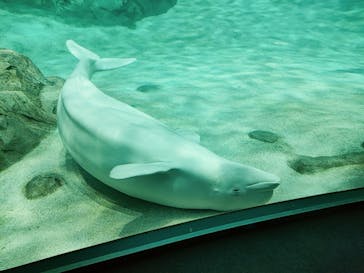 名古屋港水族館に投稿された画像（2023/10/3）