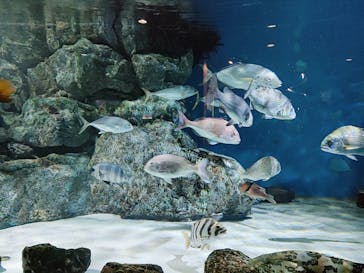 名古屋港水族館に投稿された画像（2023/10/3）